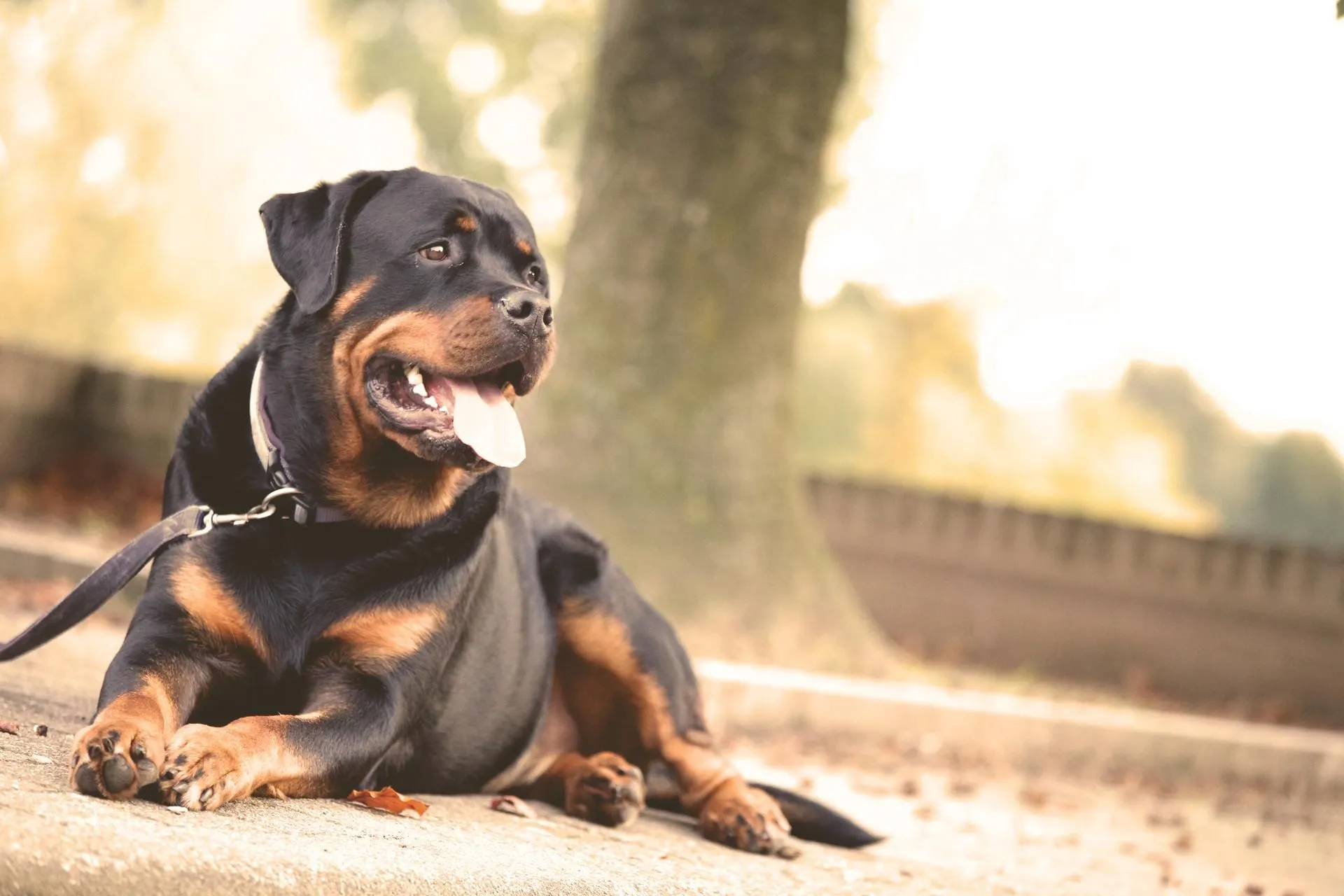 A Rottweiler dog lying on the ground outdoors.