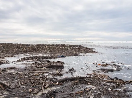 A polluted beach covered in debris and driftwood.