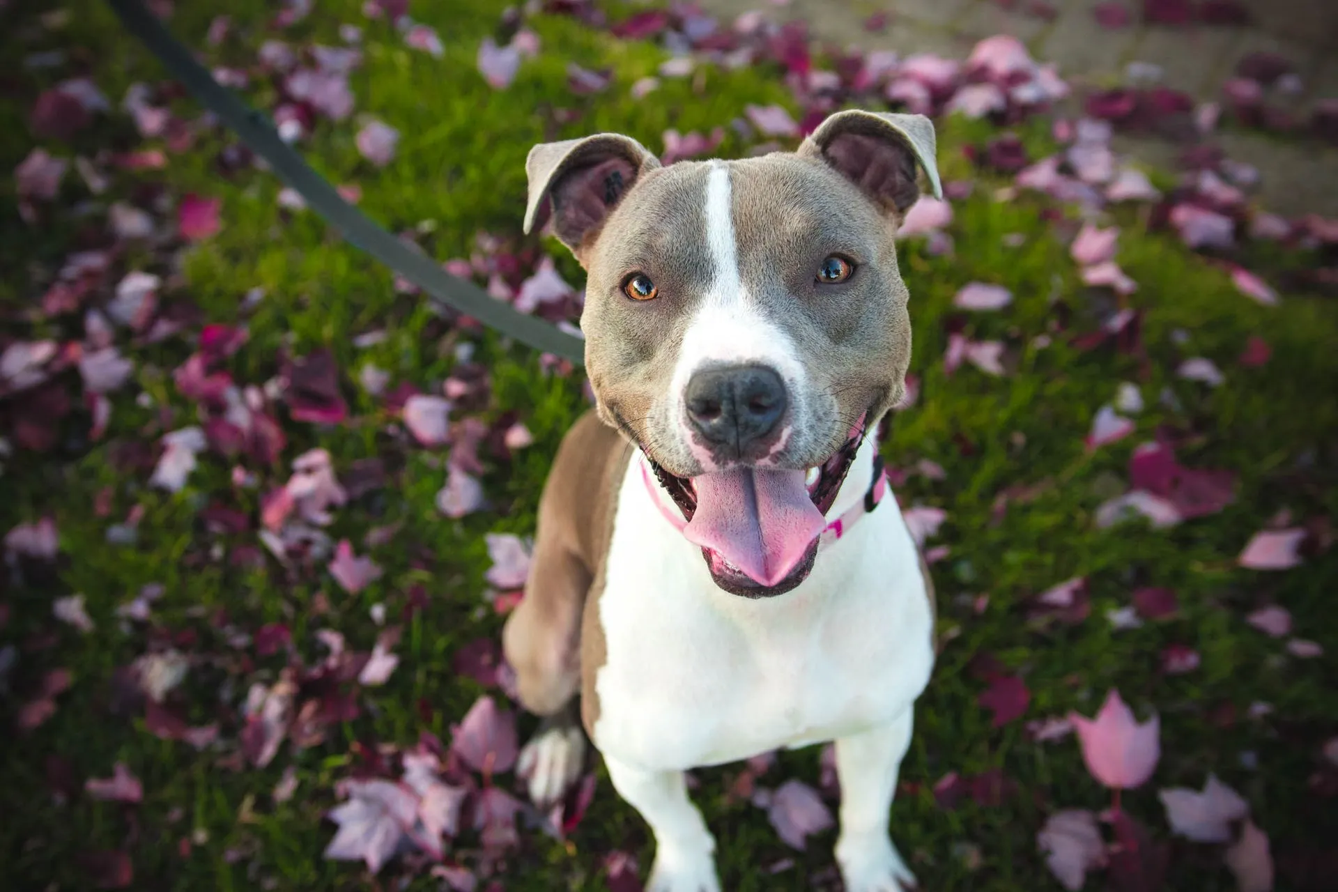 A happy pit bull sitting outside on fallen leaves.