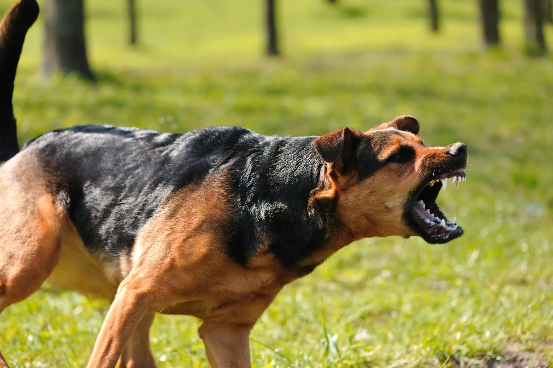An aggressive dog barking with its teeth showing.