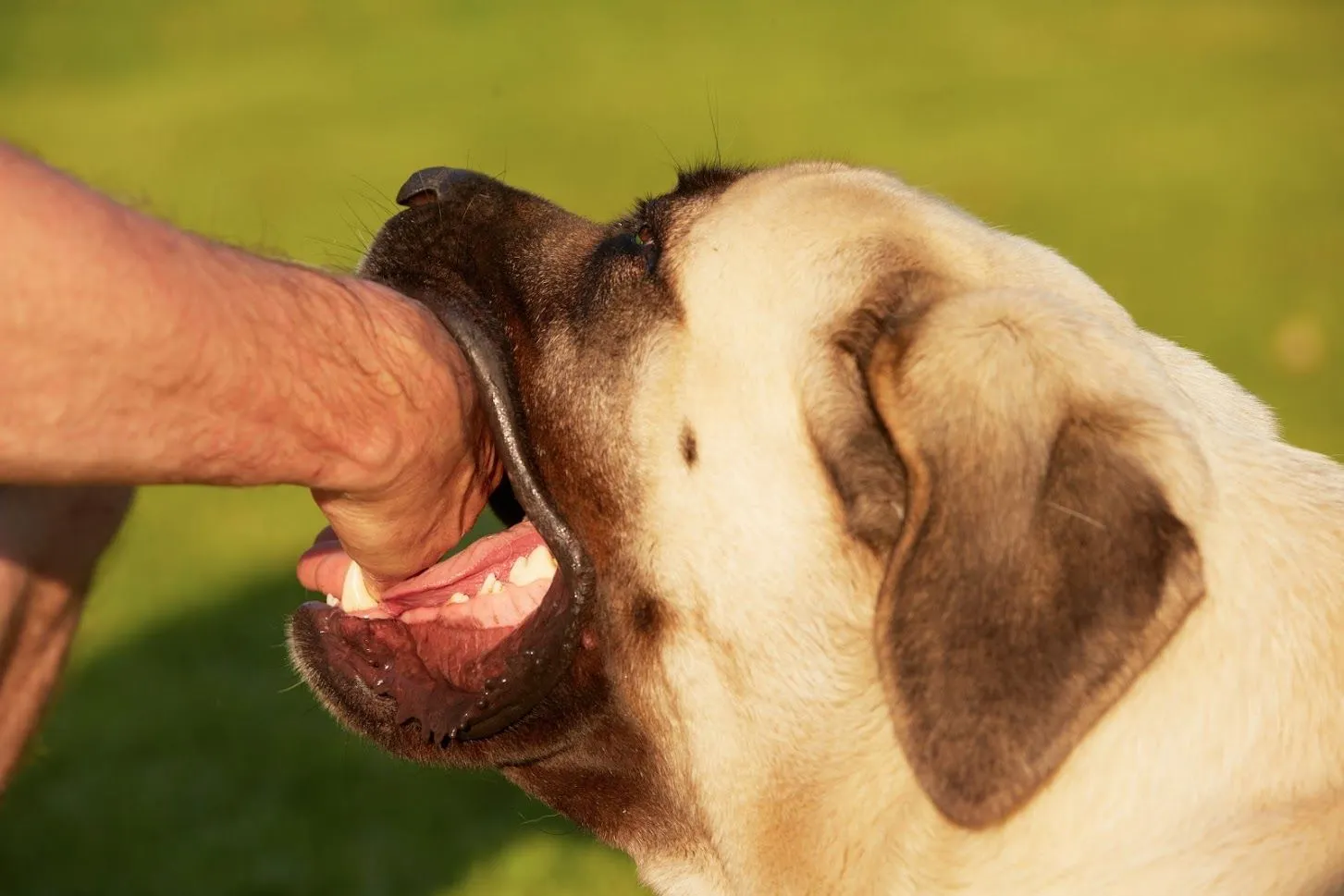 Close-up of a large tan dog biting a person's arm.