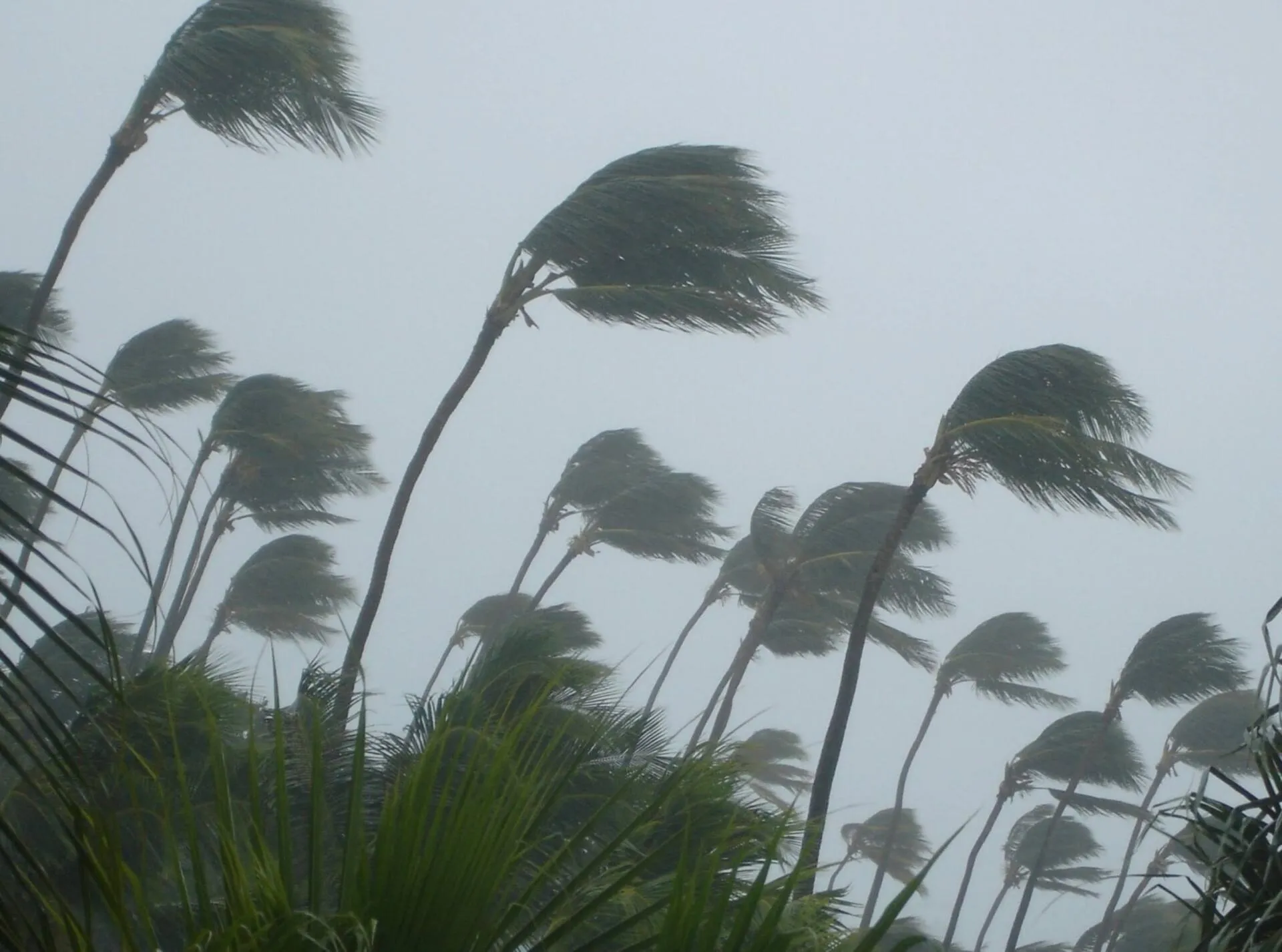 Palm trees bending heavily in a strong storm wind.