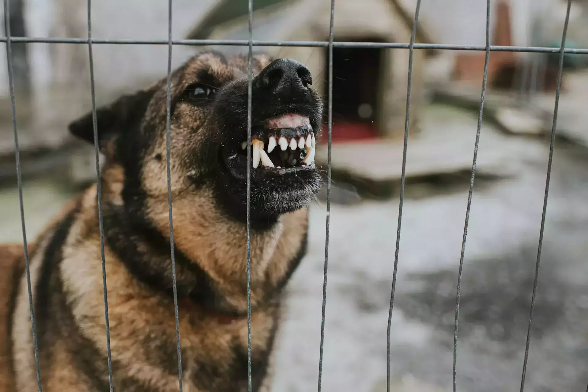 Un perro agresivo gruñendo detrás de una cerca de alambre.