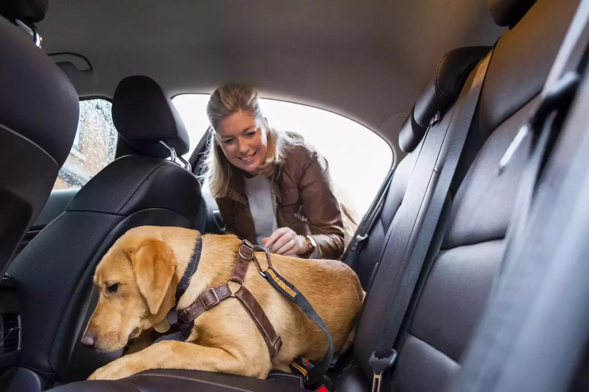 A woman securing a dog in a harness on the back car seat.