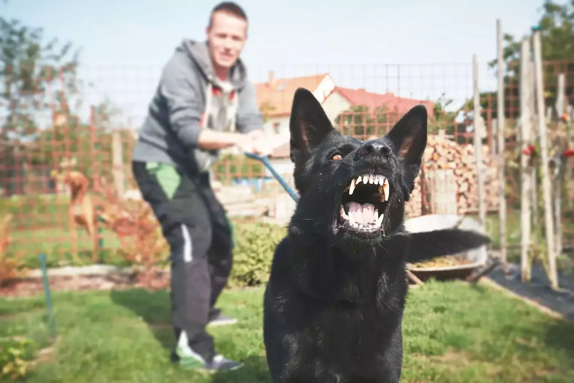 An aggressive black dog barking with a man in the background.