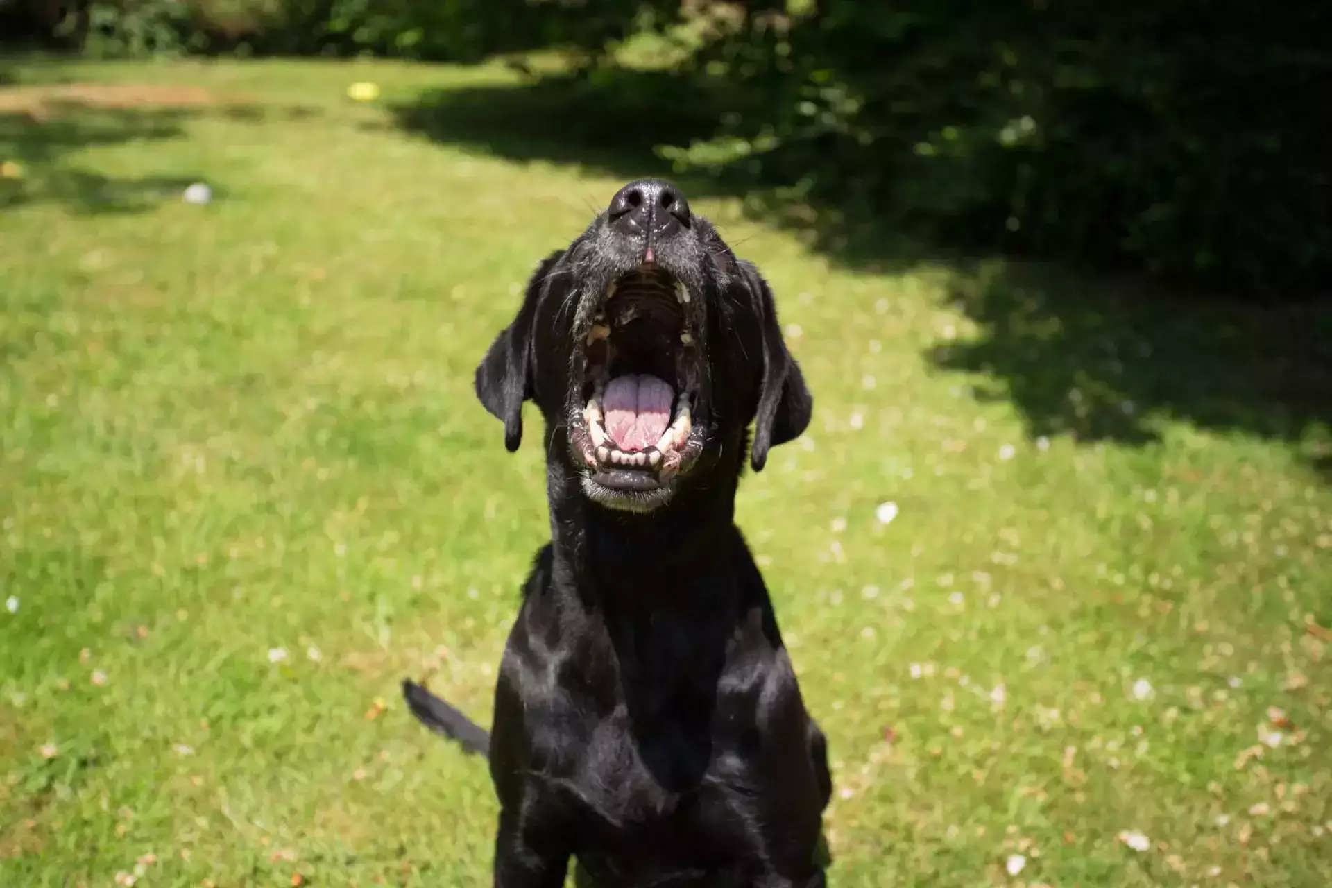 Un perro negro ladrando con la boca abierta.