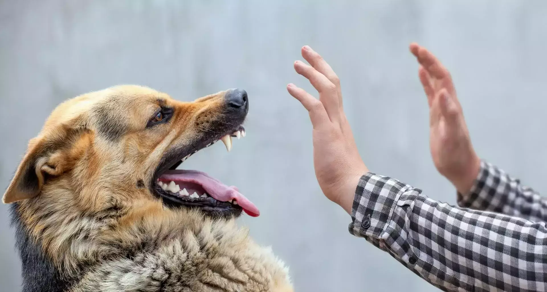 An aggressive dog barking at someone holding up their hands.