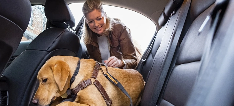 Woman securing a dog with a safety harness in the back seat of a car.