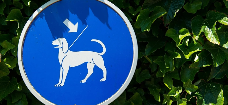 Blue traffic sign showing a designated walking area for dogs.